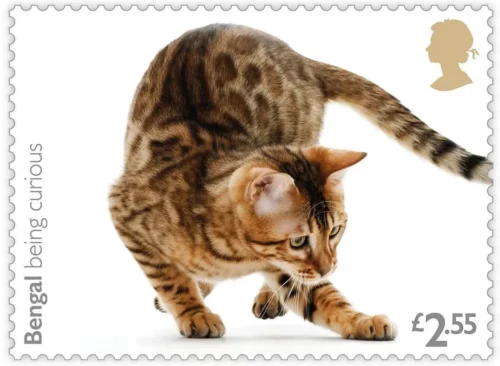 Timbre chat Bengal curieux