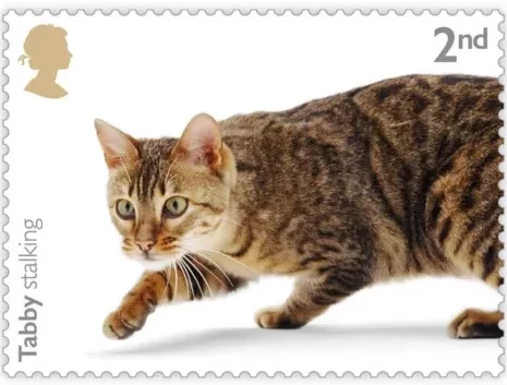 Chats britanniques