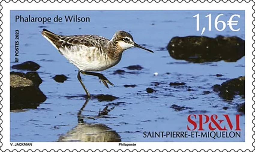 Saint Pierre et Miquelon Phalarope de Wilson