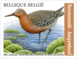 Timbre belge 2023 Bécasseau maubèche