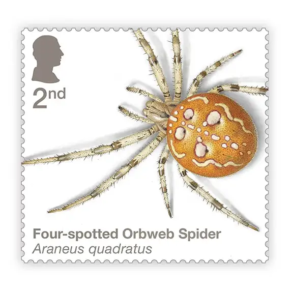 Timbre anglais 2024 Four spotted orbweb Spider