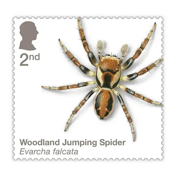 Timbre anglais 2024 Woodland jumping Spider