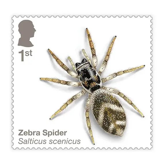 Timbre anglais 2024 Zebra Spider